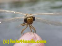 /home//u458753944/public_html/sourcegallery//////////////Insects and small critters/dragonflies and damselflies/P1070103.JPG